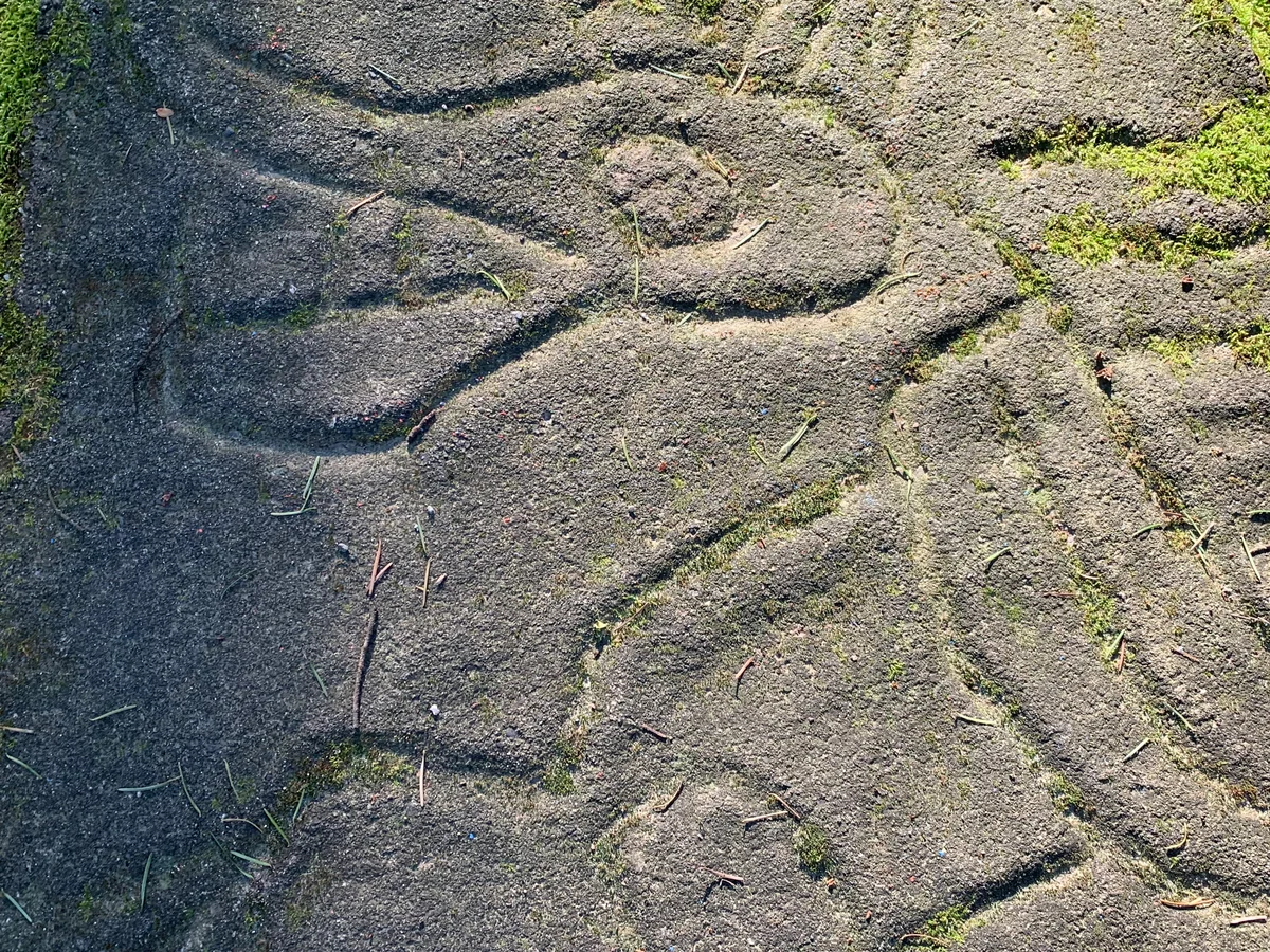 Petroglyph at Petroglyph Park in Nanaimo BC