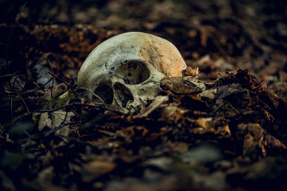 Human skull in dry autumn leaves