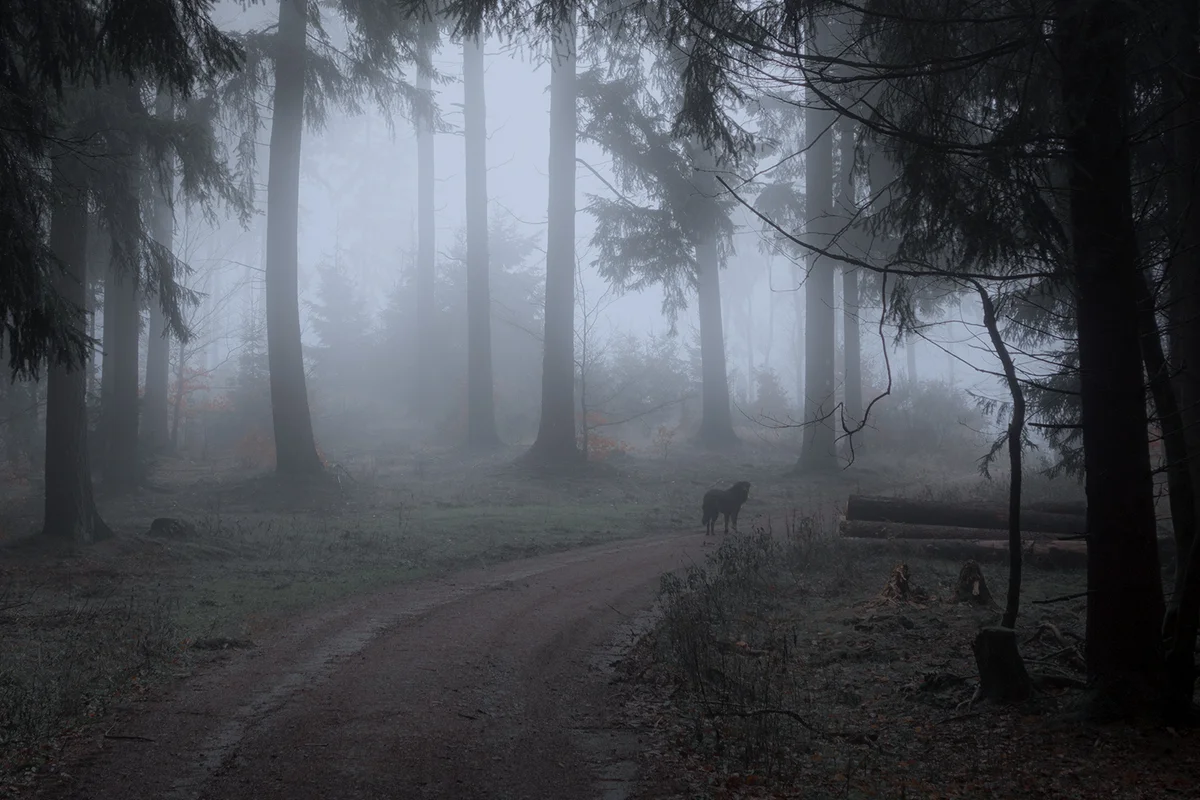 Dog in the foggy forest