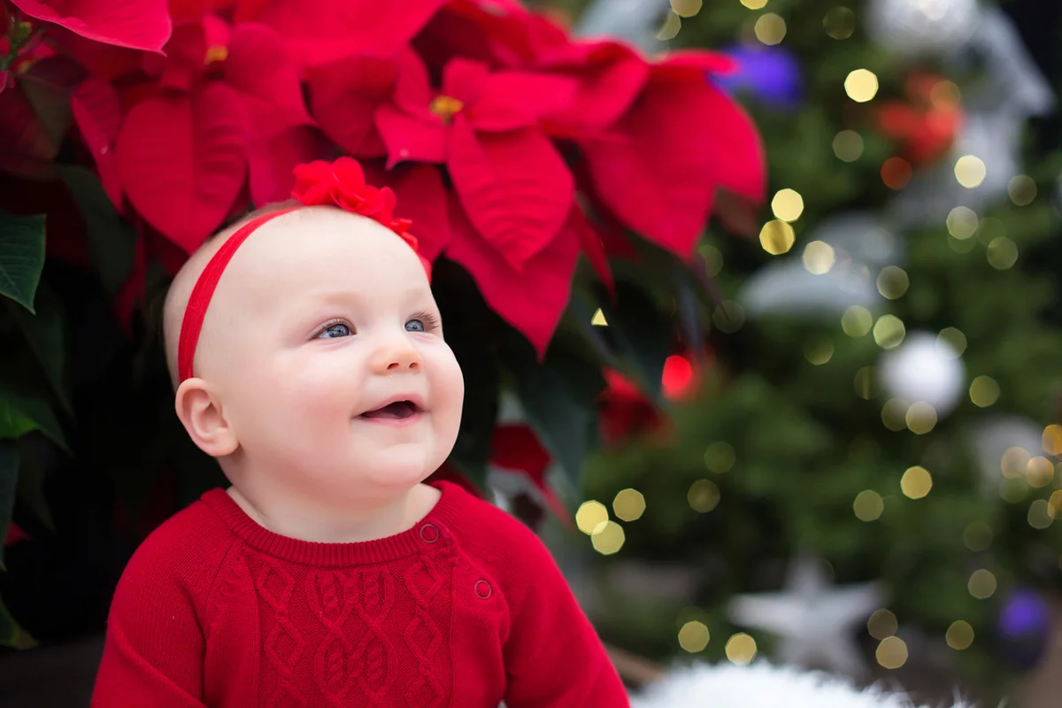 Baby sitting under a red Poinsettia