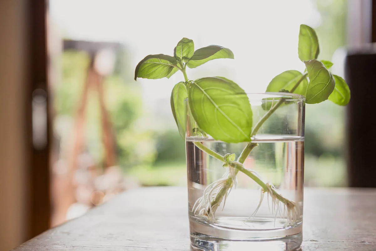 Basil plant being regrown from trimmed shoots in a drinking glass