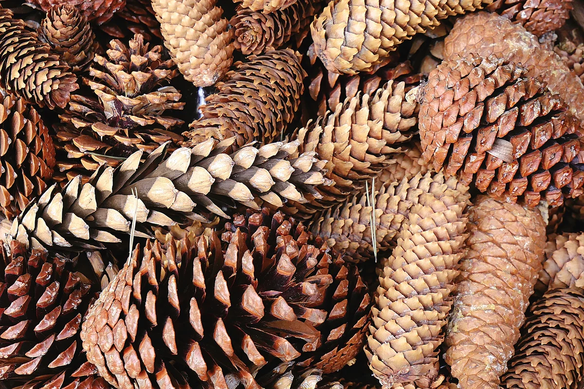 Pine Cones