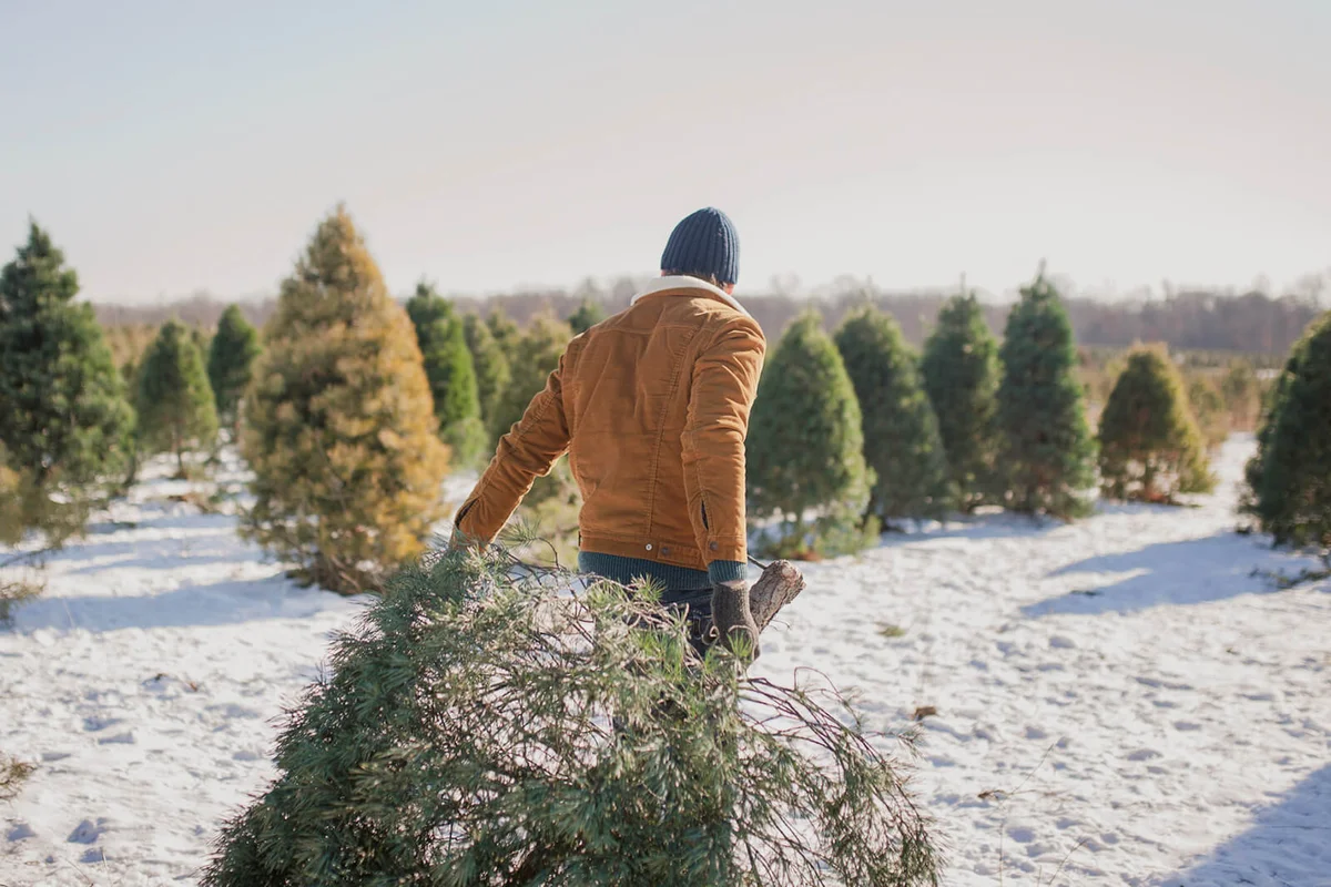 Man carrying Christmas tree on snow covered farm against sky