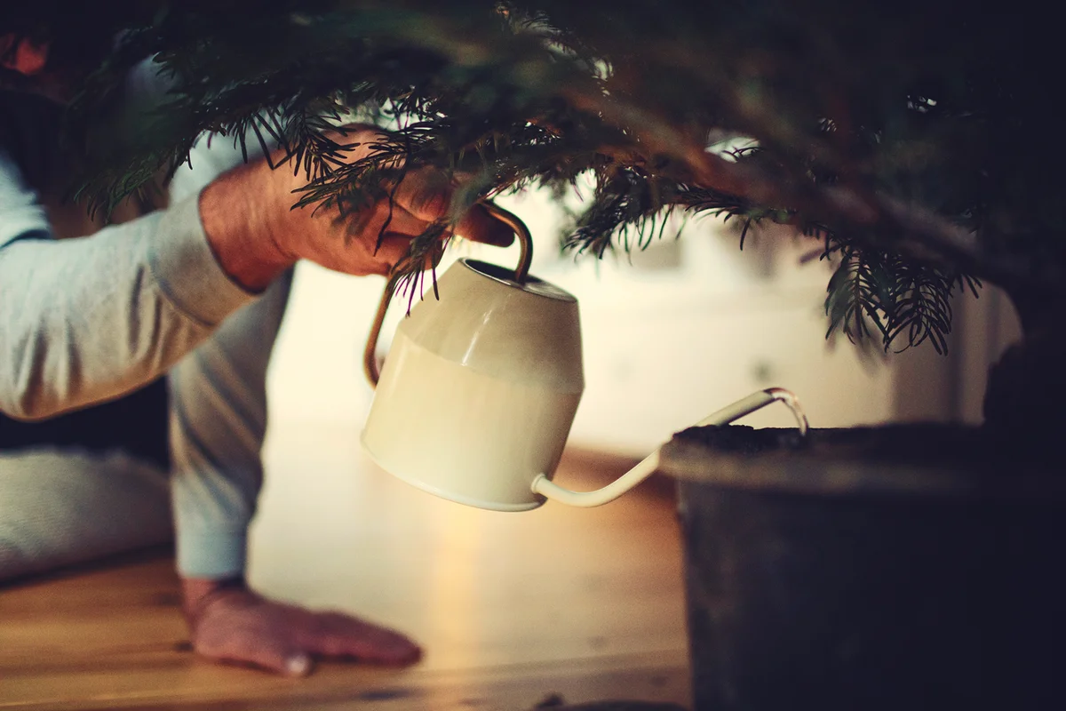 Male hands water a potted Christmas tree