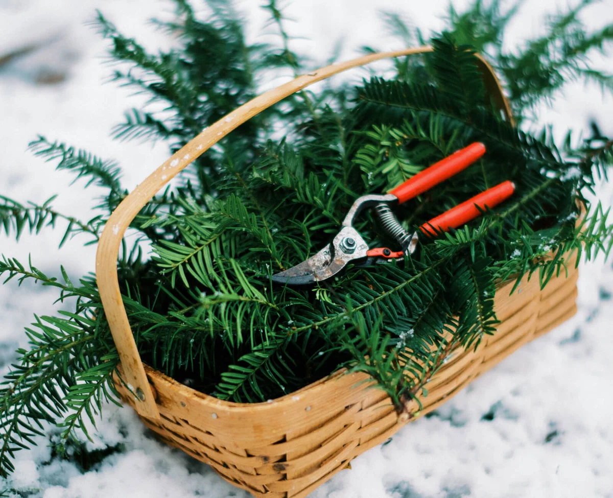 Red pruner shears in a basket of cut evergreens in winter for holidays