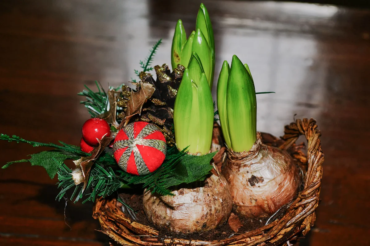 Crocus Flower In Basket On Table
