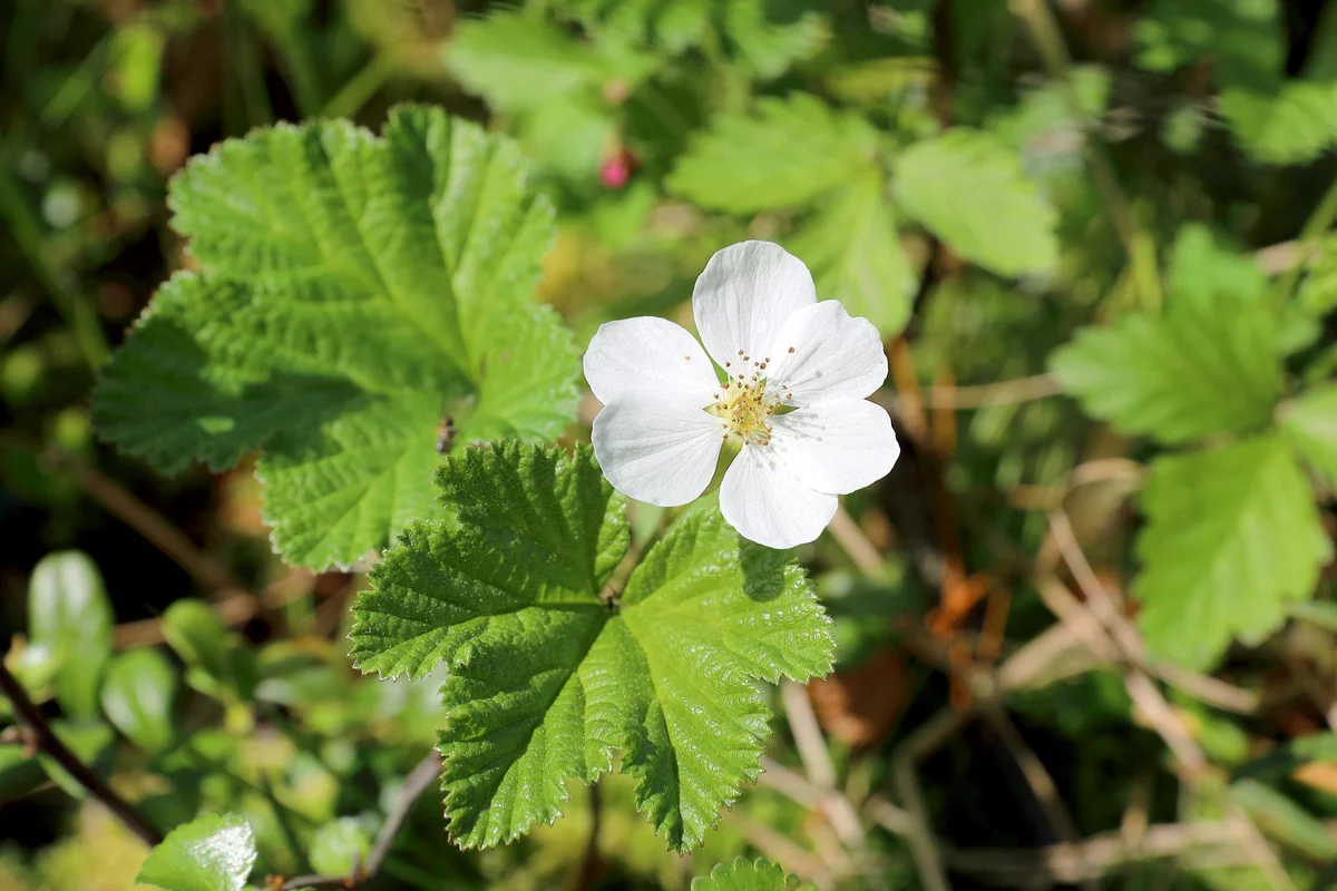 Flowering cloudberry
