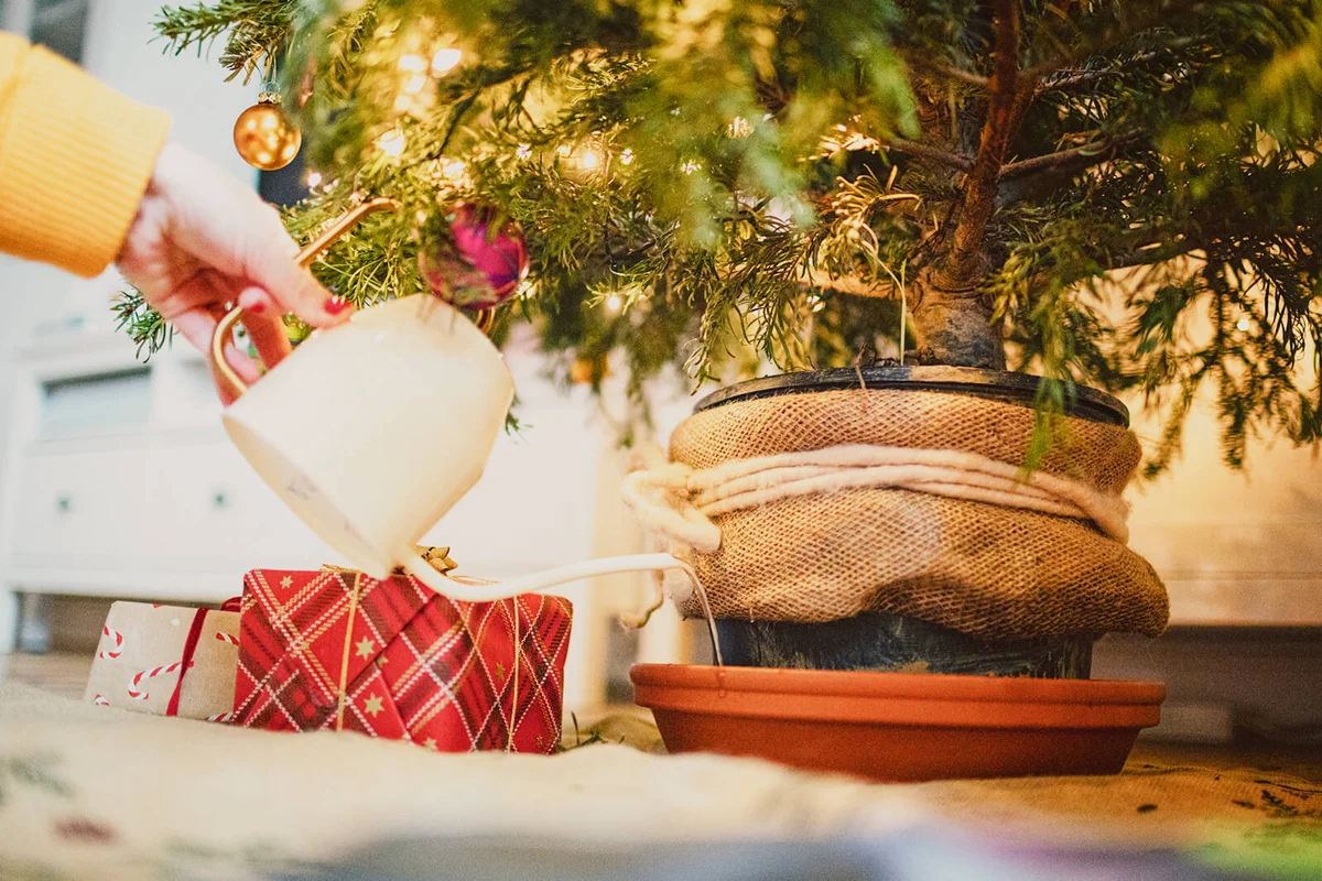 Female hands water a potted Christmas tree