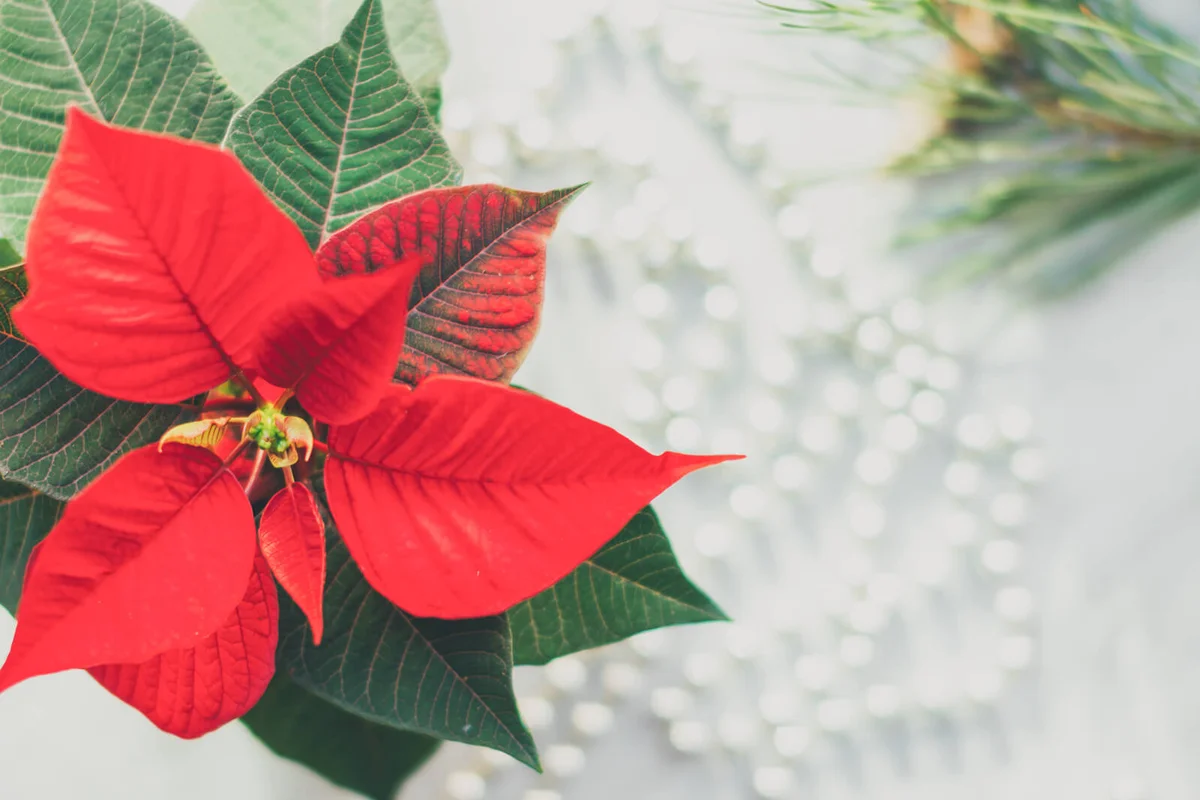 Christmas closeup mockup with poinsettia
