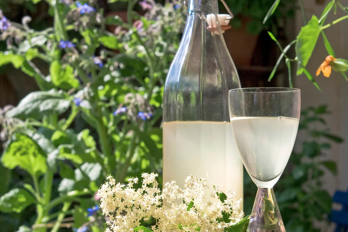 Spring Bloom Elderflower