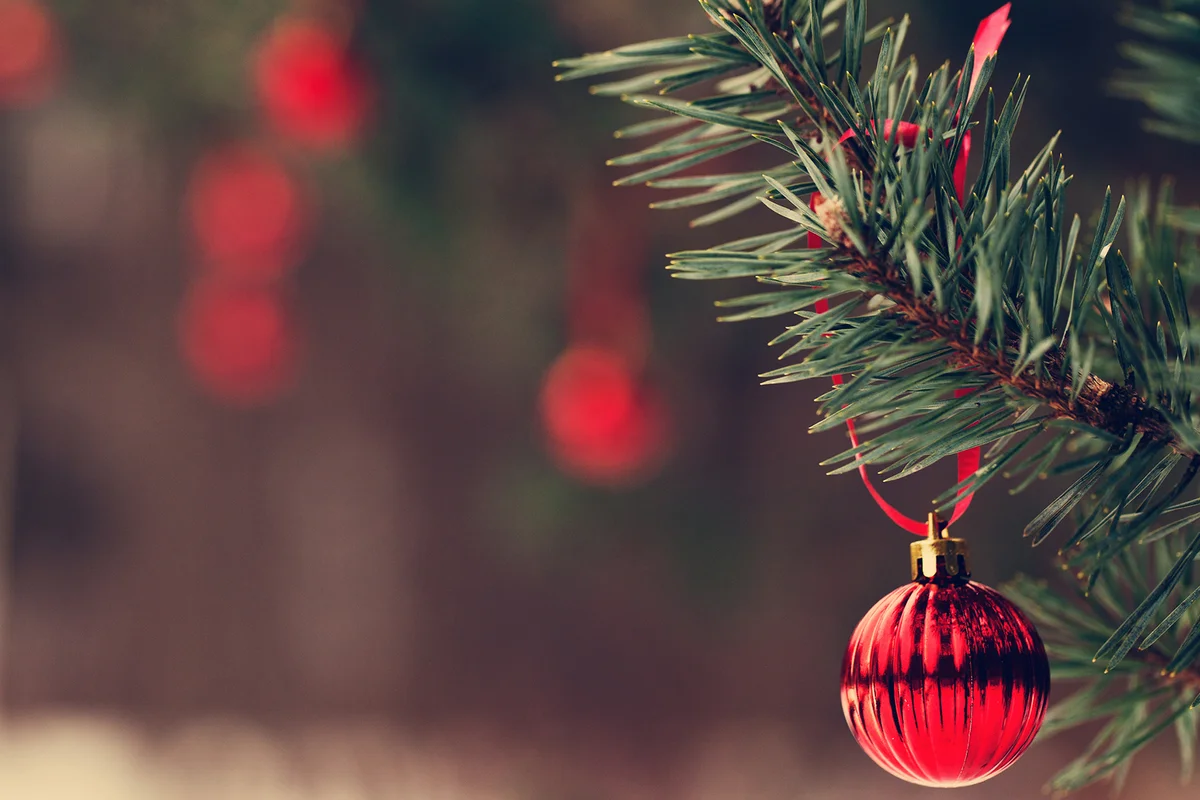 Red Christmas ornaments hanging from evergreen tree.