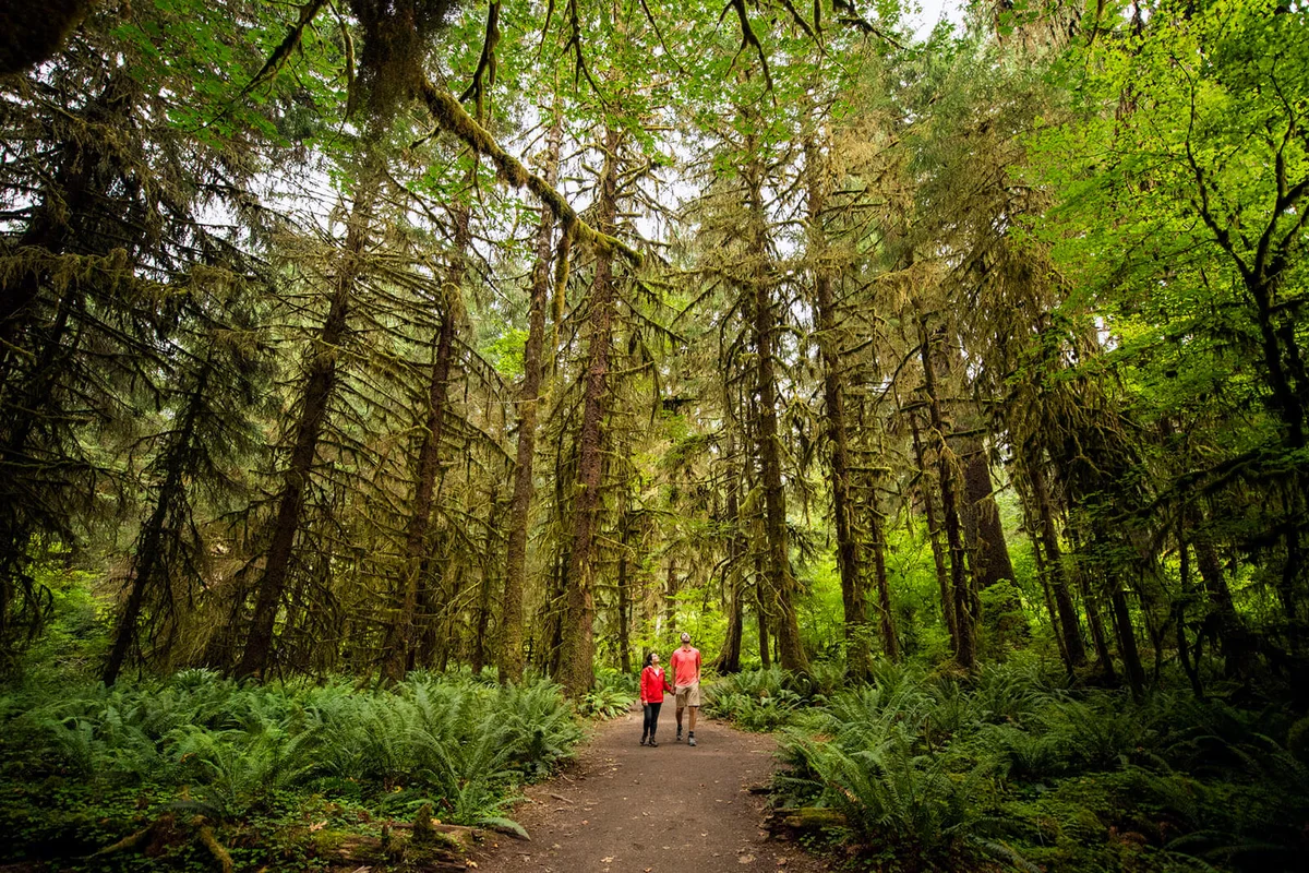 Hoh Rainforest, Olympic National Park. Washington, USA