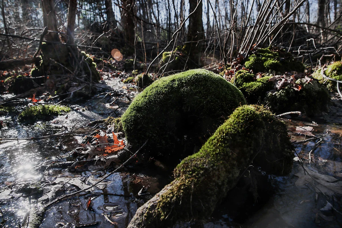 The northern tip of the Hockomock Swamp in Easton, MA | Getty Editorial Use