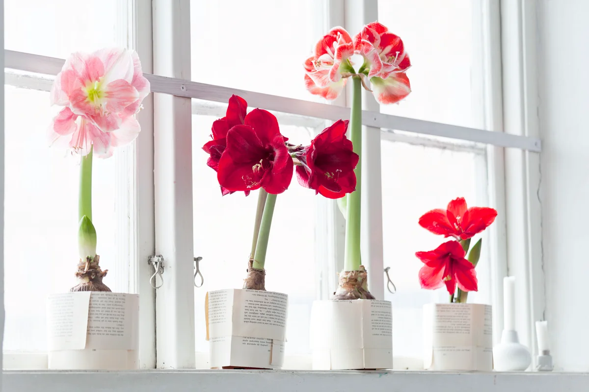 Amaryllis flowers on windowsill