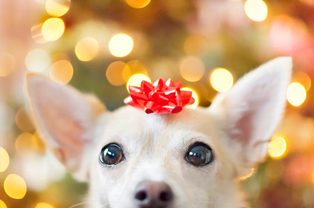 A dog as a Christmas present