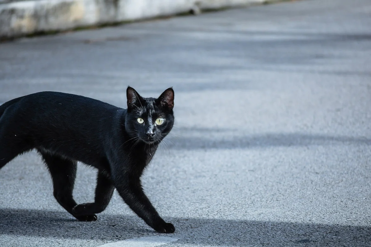Portrait Of Black Cat On Road