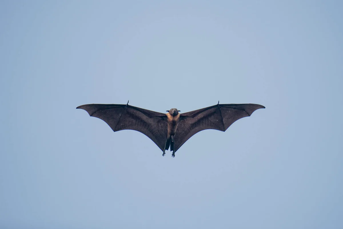 A Maldivian flying fox soars under clear blue sky