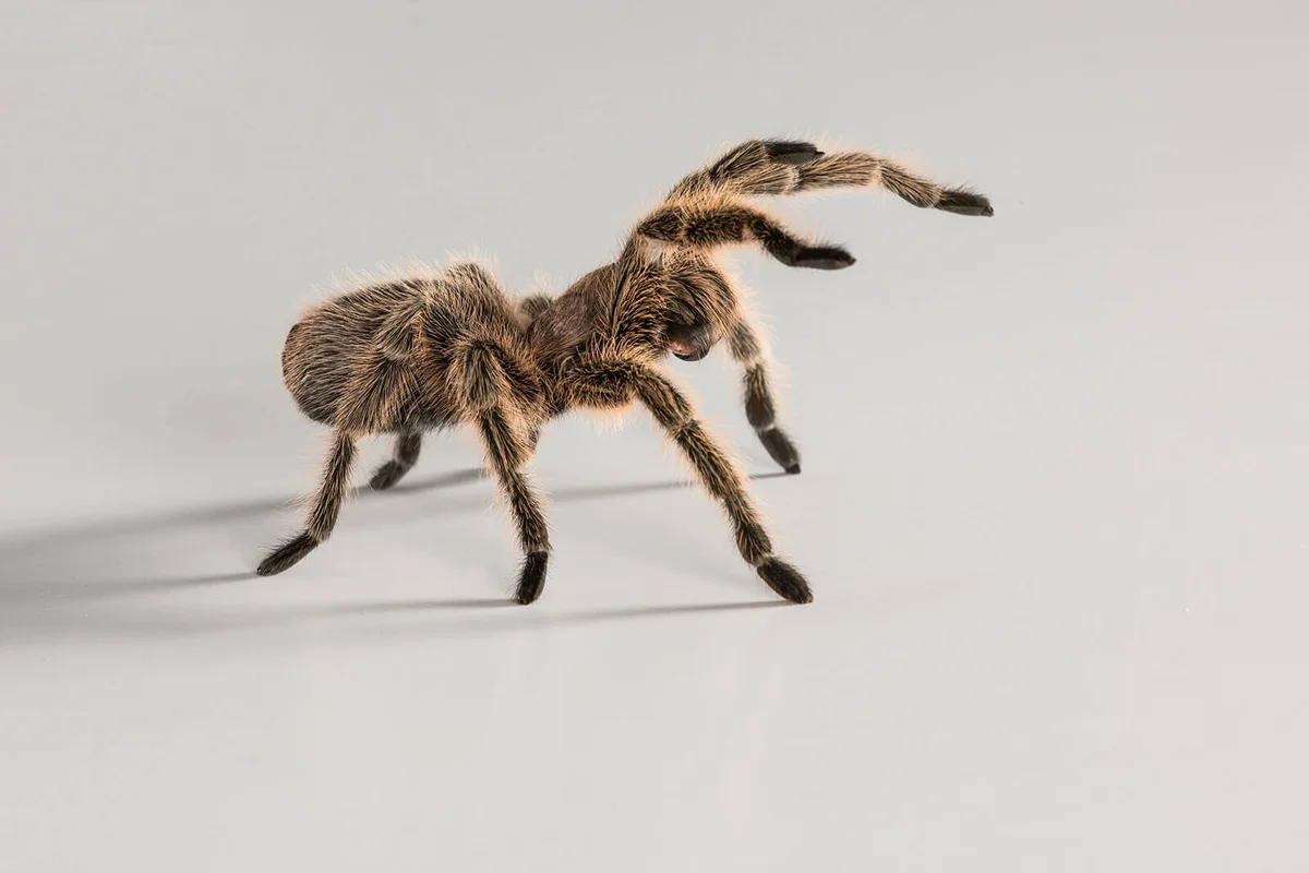 This Chilean Rose Tarantula is letting us know it is not happy by rearing up