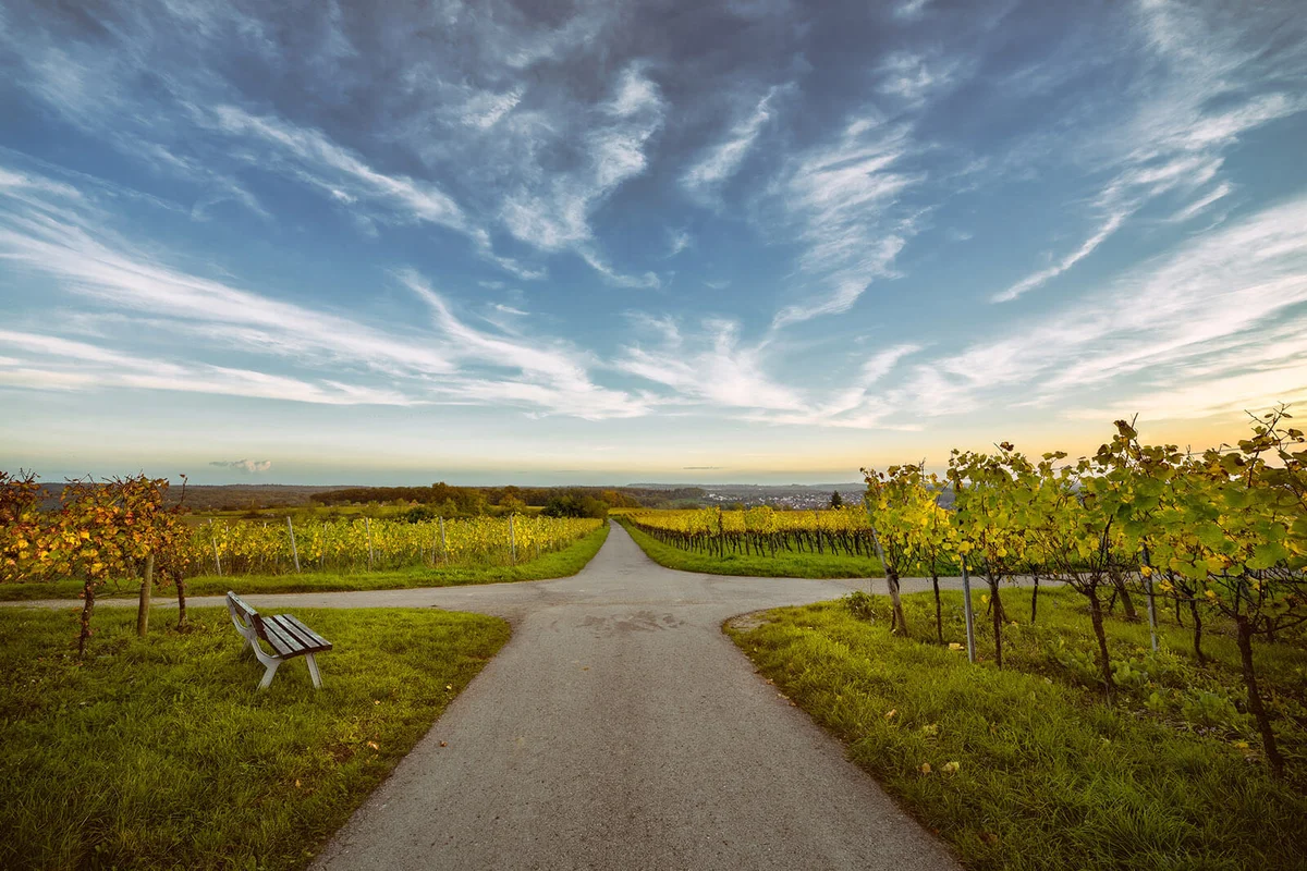 Vineyards and Sky