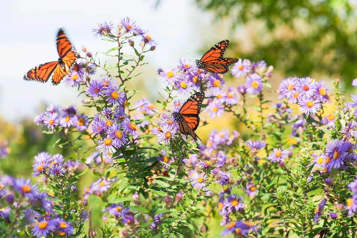 Several monarch butterflies feeding on wild asters in the early autumn