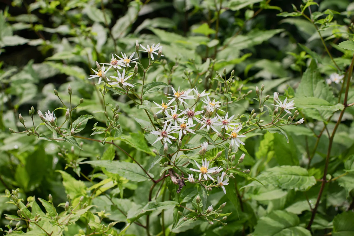 White wood aster flowering plant. Aster divaricatus.