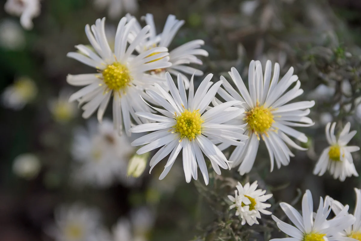 Aster ericoides white heath asters flowering plants