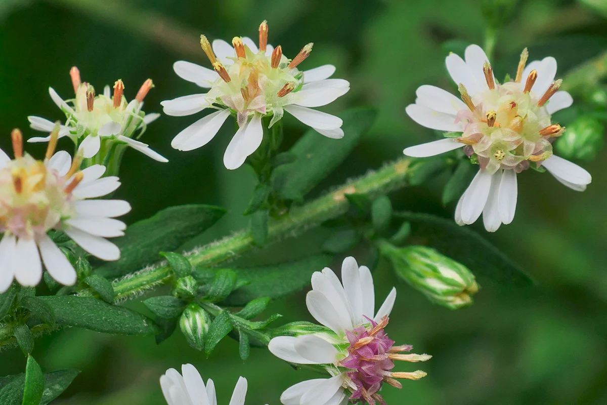 Closeup of diminutive colorful calico asters