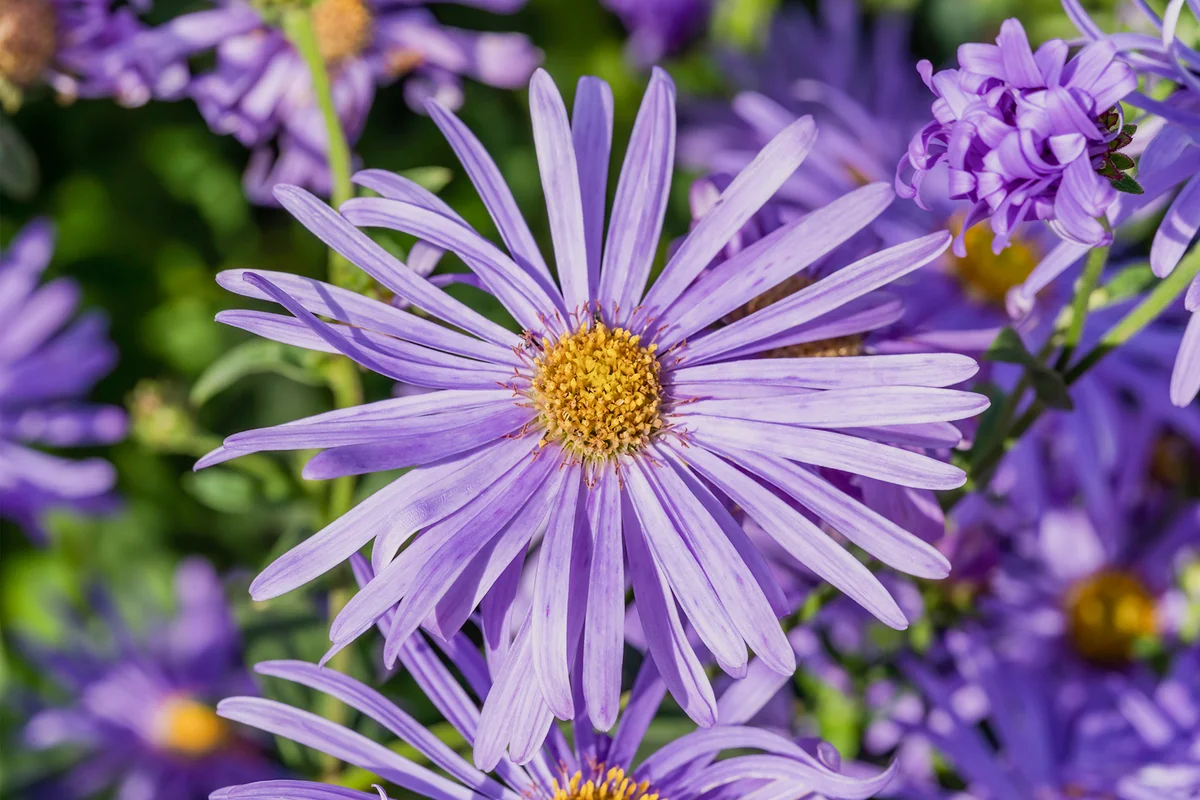 Aster x frikartii 'Monch' a lavender blue herbaceous perennial summer autumn flower