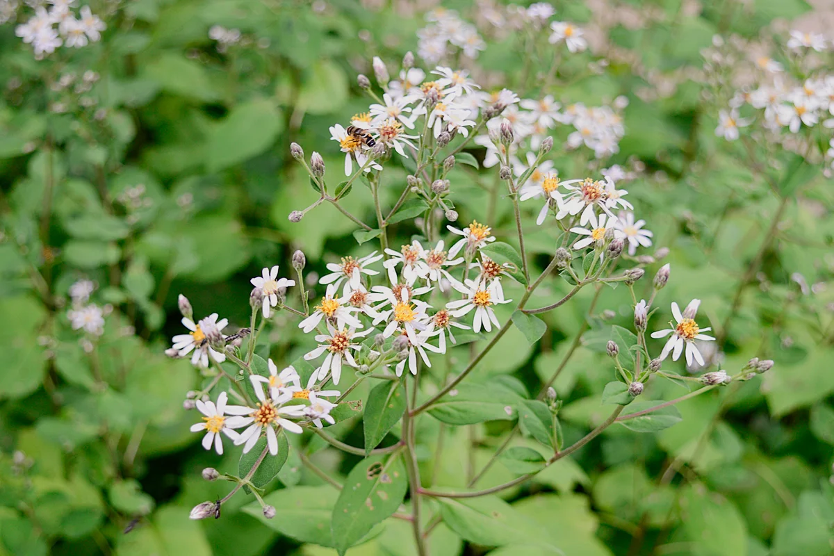 aster macrophyllus with white flowers
