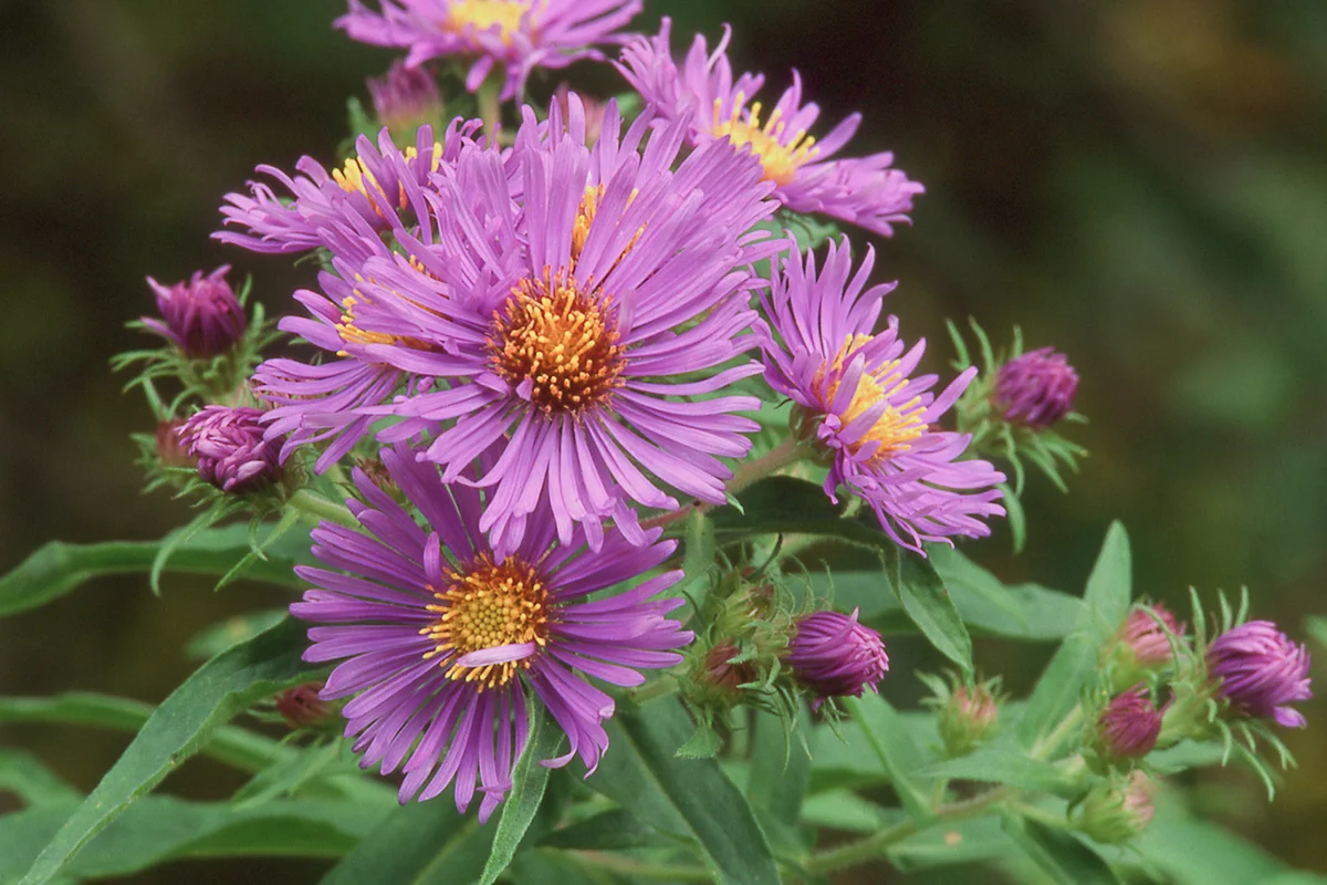 New England aster ( Aster novae-angliae )