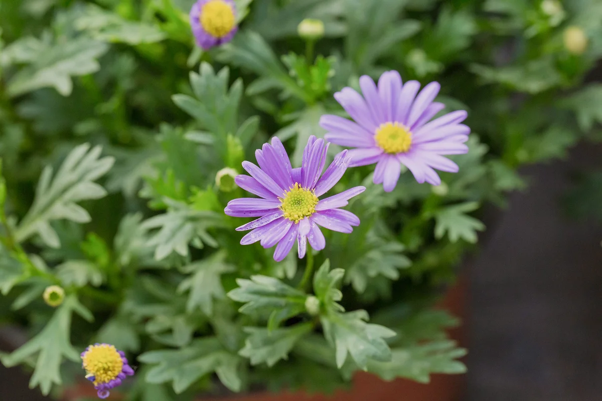 Blooming purple flowers Dutch daisy and green leaves
