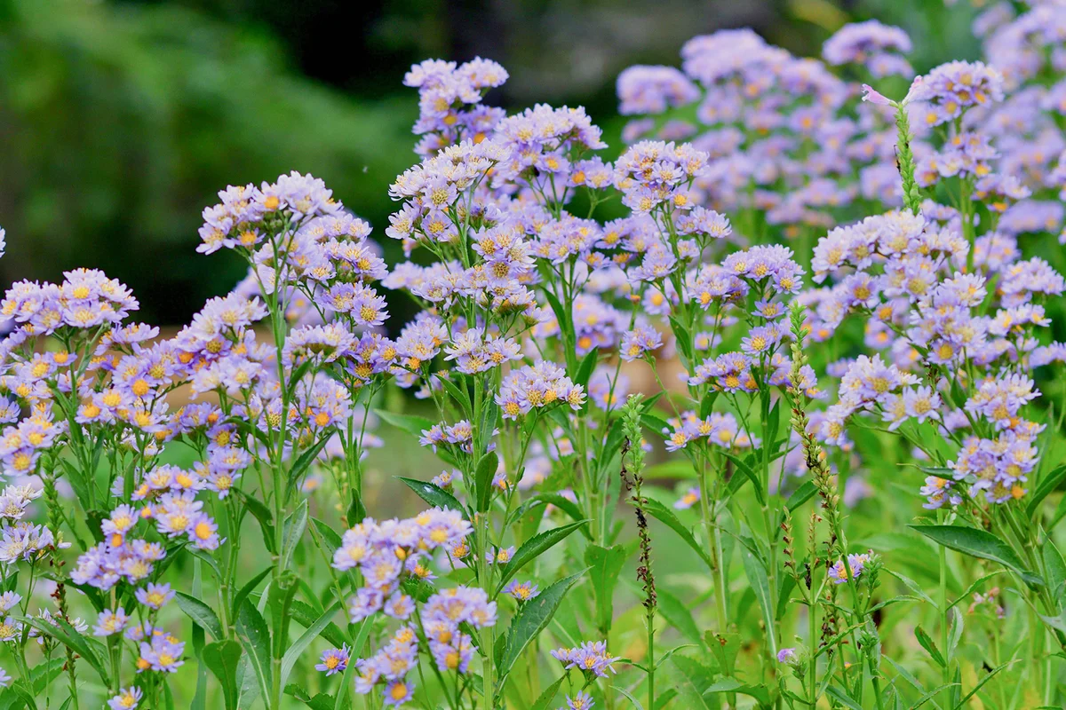 Aster tataricus / Tatarian aster Flower