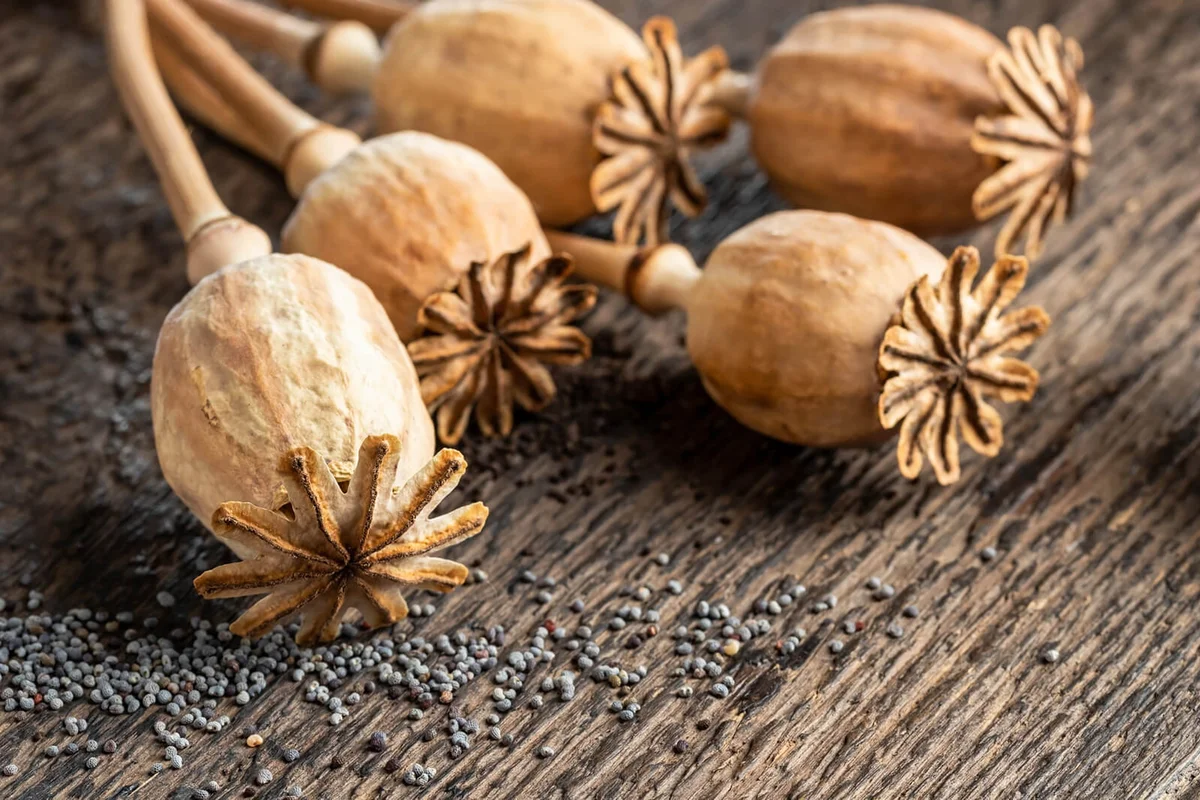 Close up of poppy pods and poppy seeds