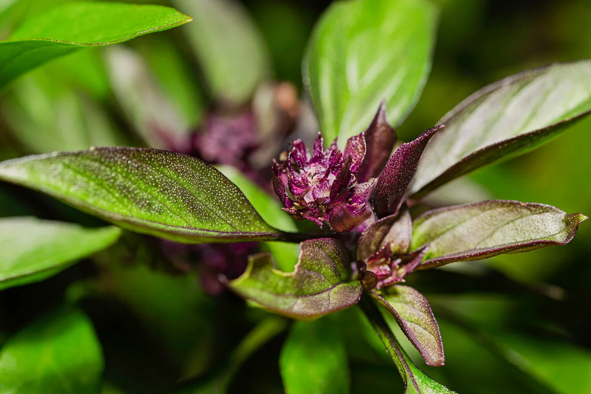 macro shot of a purple thai basil flower