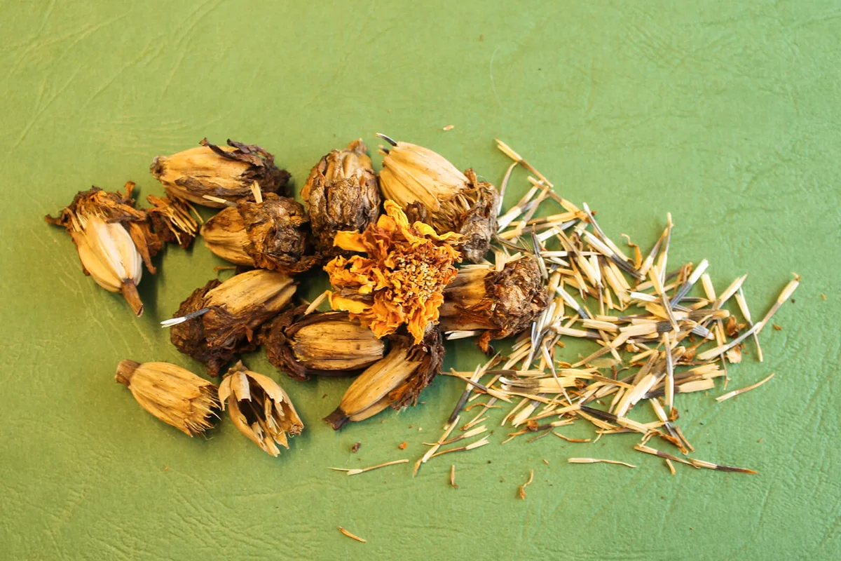 French Marigold heads and seeds