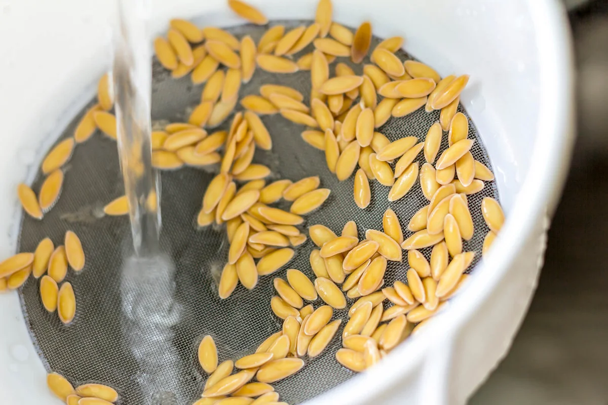 cleaning process of melon seeds