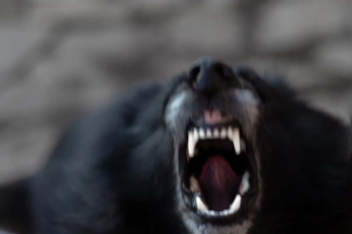 Demon Dog
