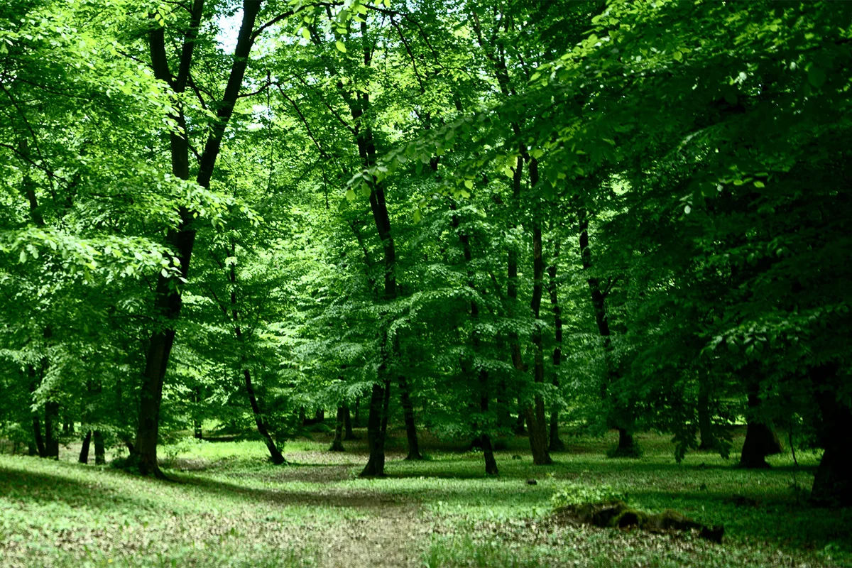 Hoia Baciu Forest