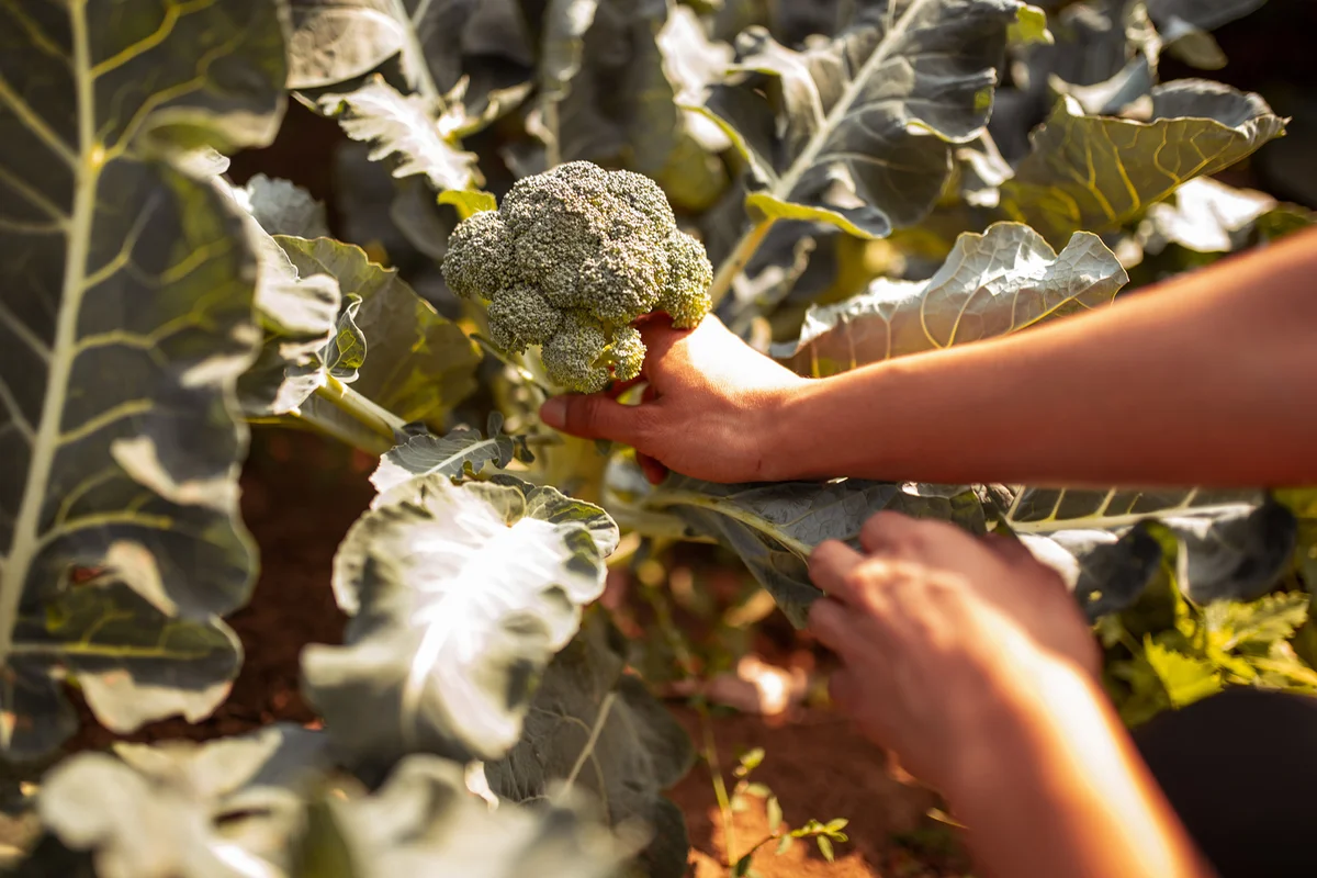 Human hand picking broccoli