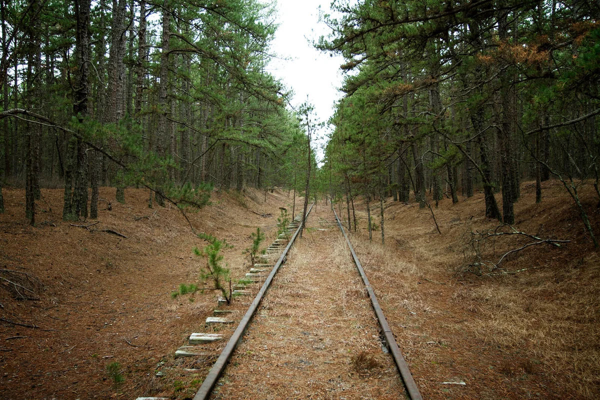 Abandoned railroad tracks amidst trees in forest in Pine Barrens