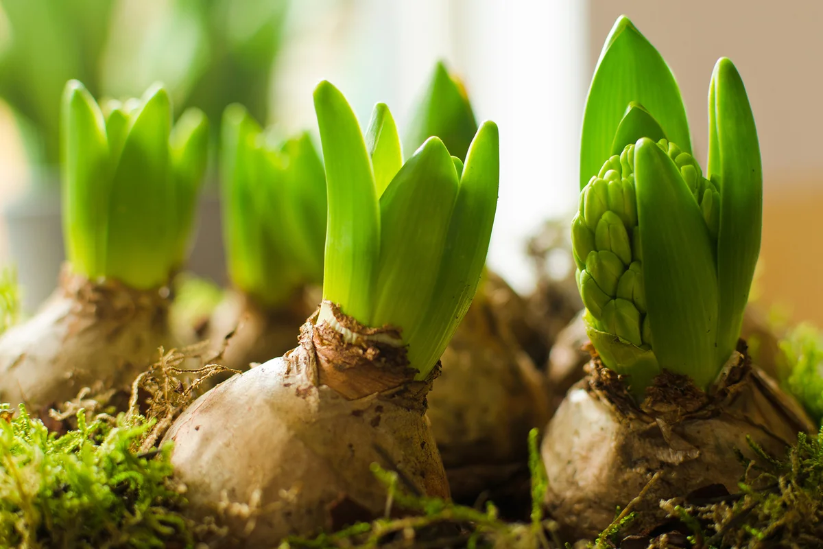 Fall Bulbs