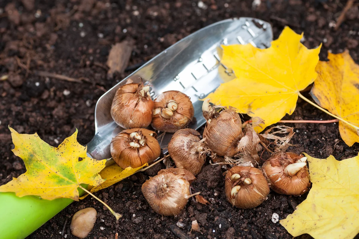 Planting Crocus Fall Bulbs