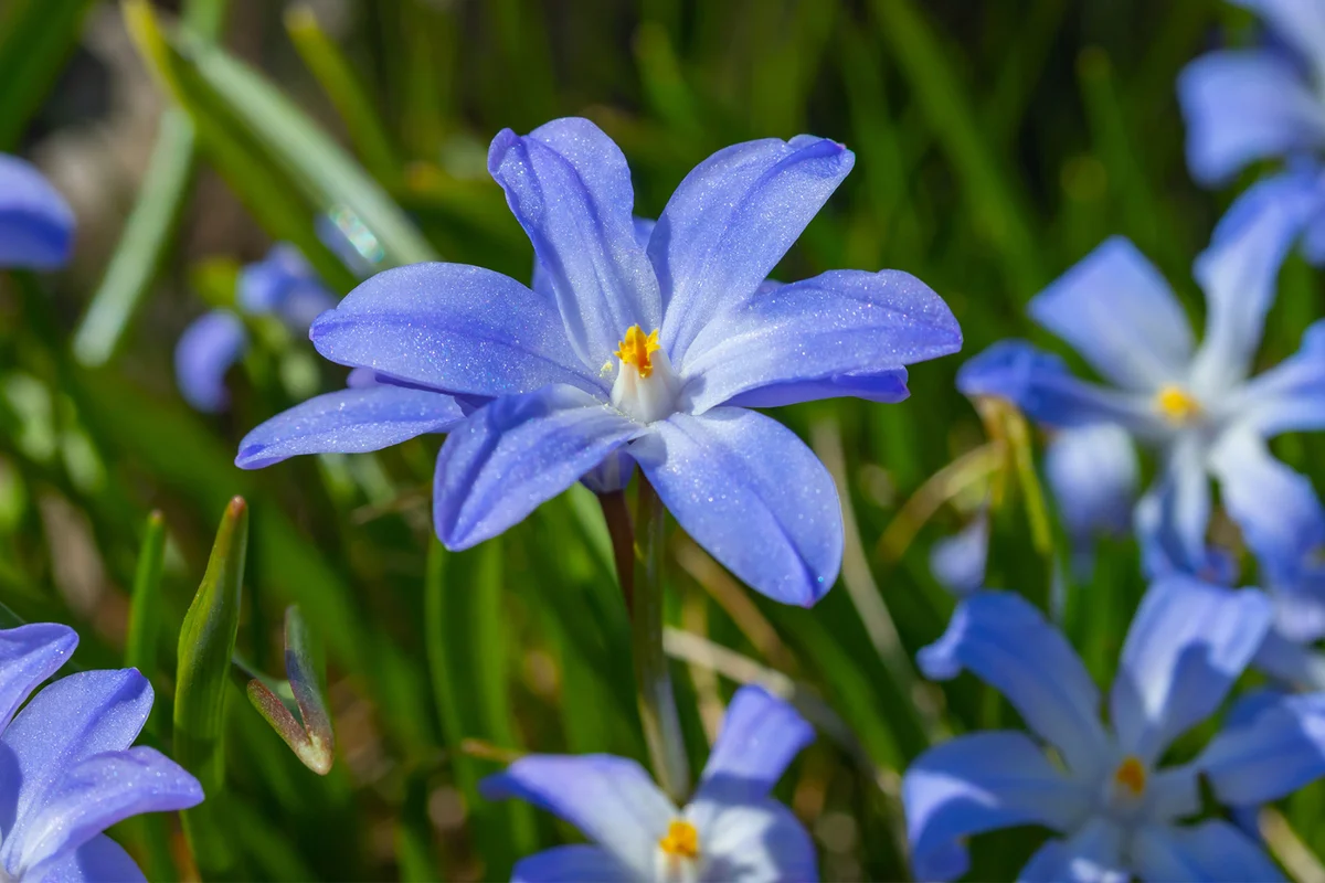 Fall Bulbs blue scilla luciliae flowers