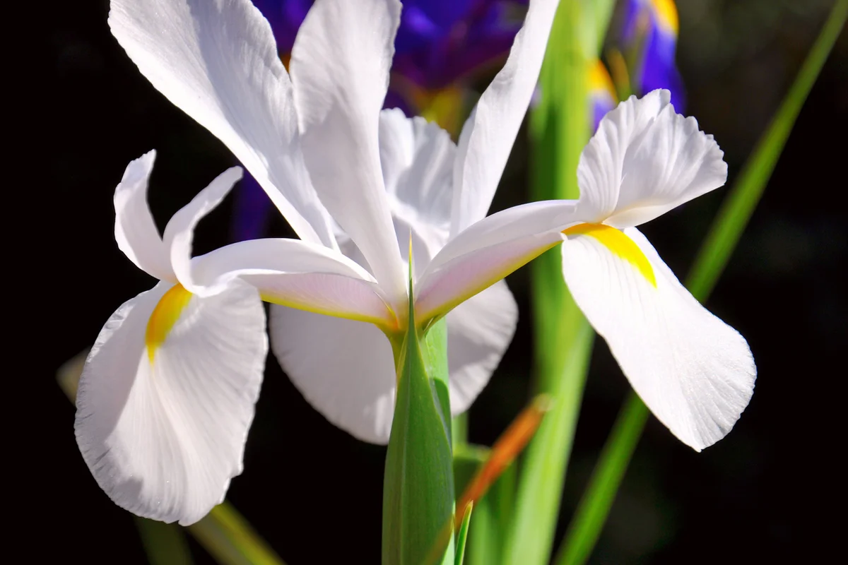 Fall Bulbs White Dutch Iris flowers