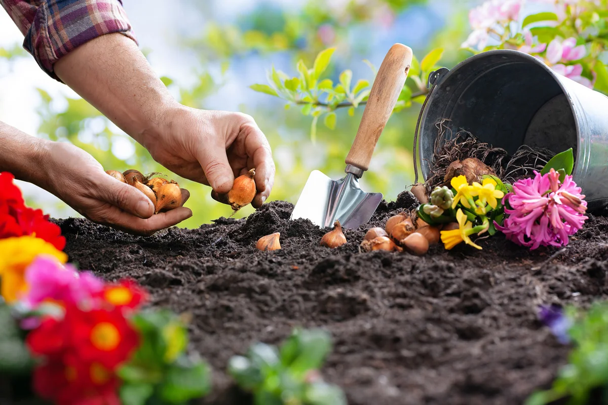 How to Plant Fall Bulbs