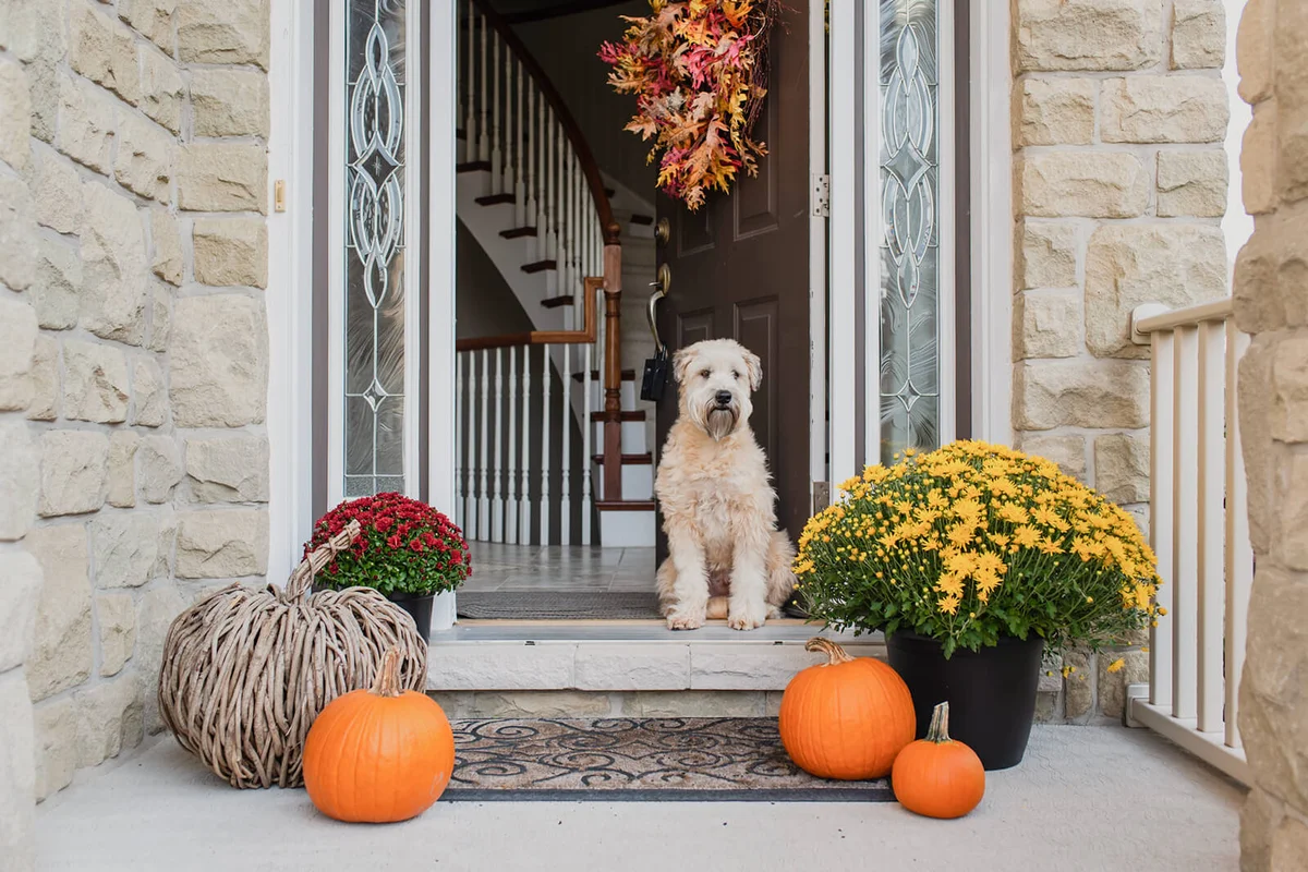 Soft-coated wheaten terrier dog sitting in the doorway of home in the fall