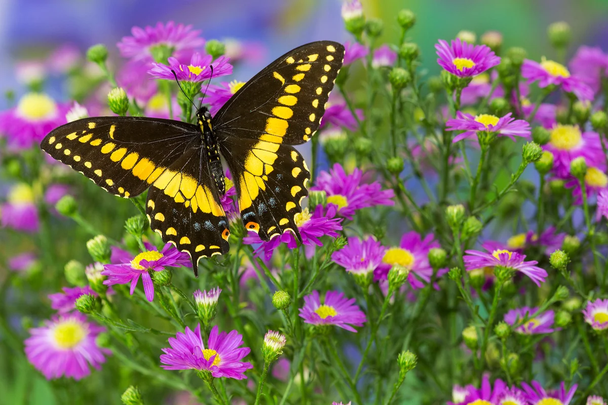 Black swallowtail butterfly
