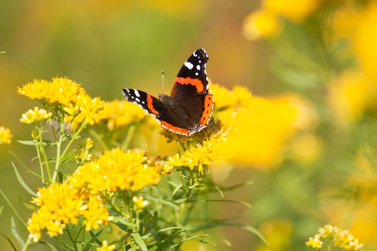 red admiral butterfly feeding on goldenrod