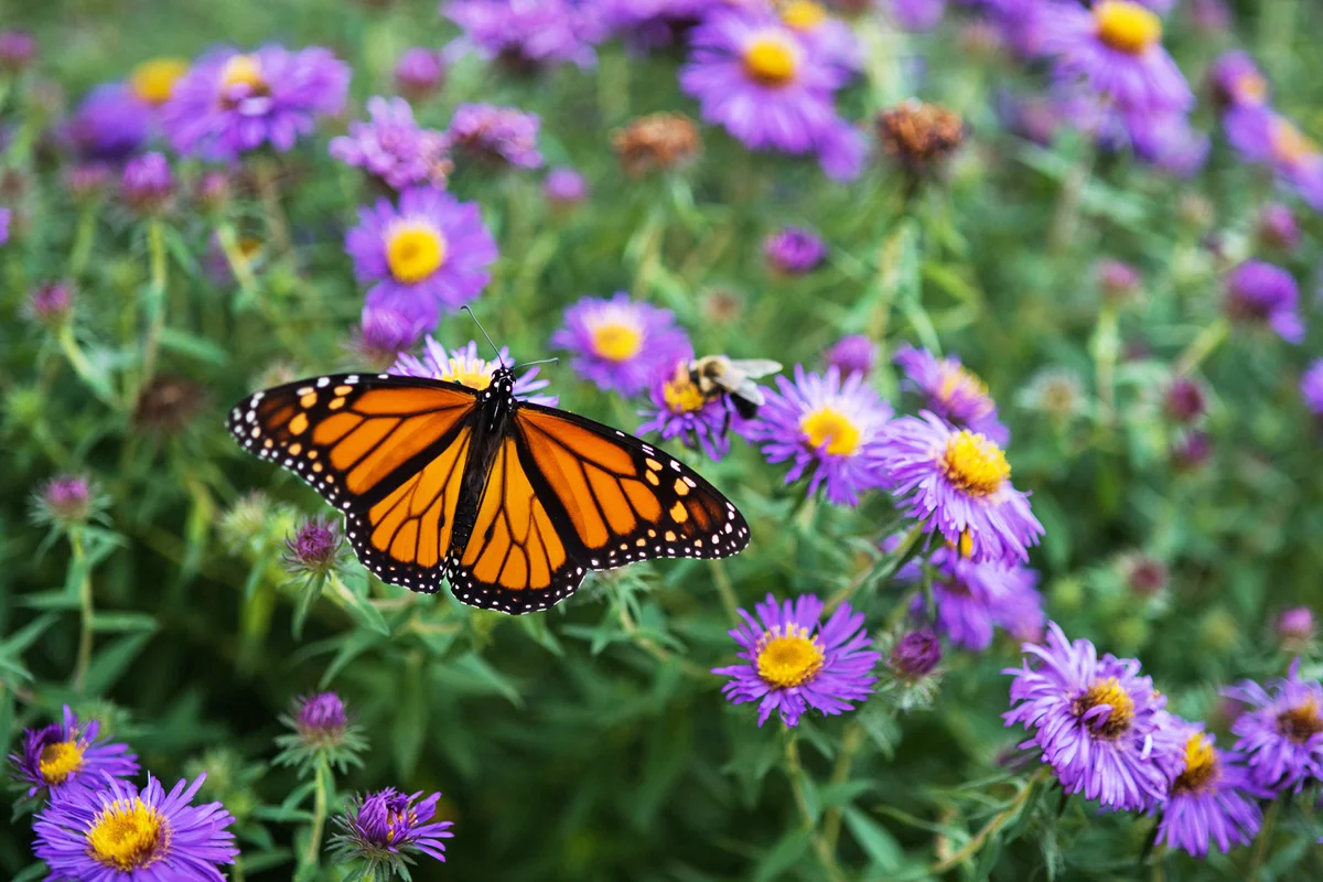 Monarch Butterly on Purple Aster Flowers