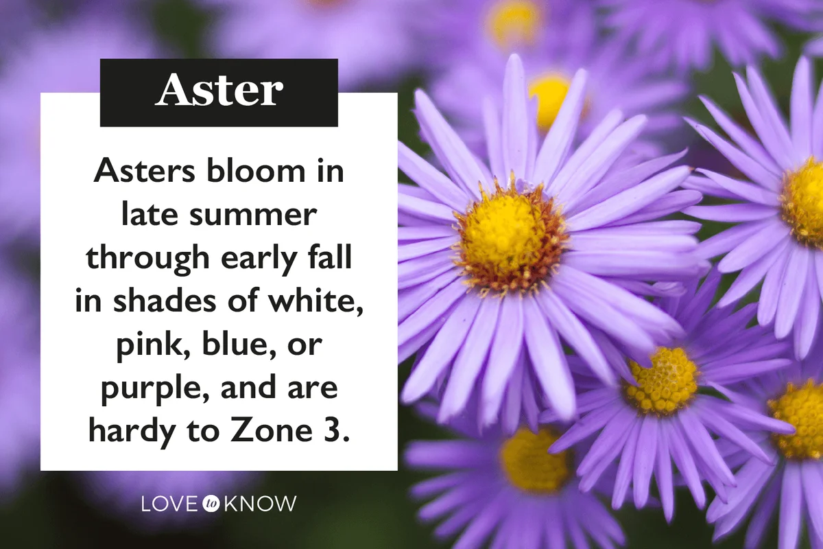 Growing Asters in Your Garden
